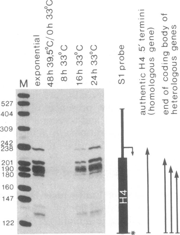 graphic file with name pnas00353-0097-a.jpg