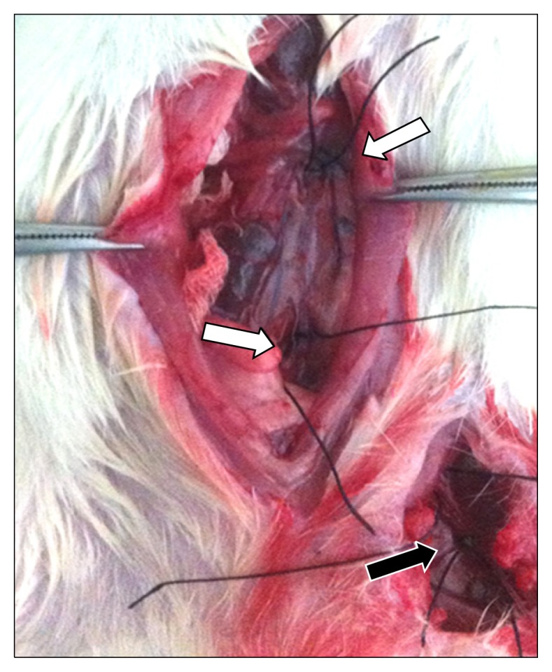 Fig. 1