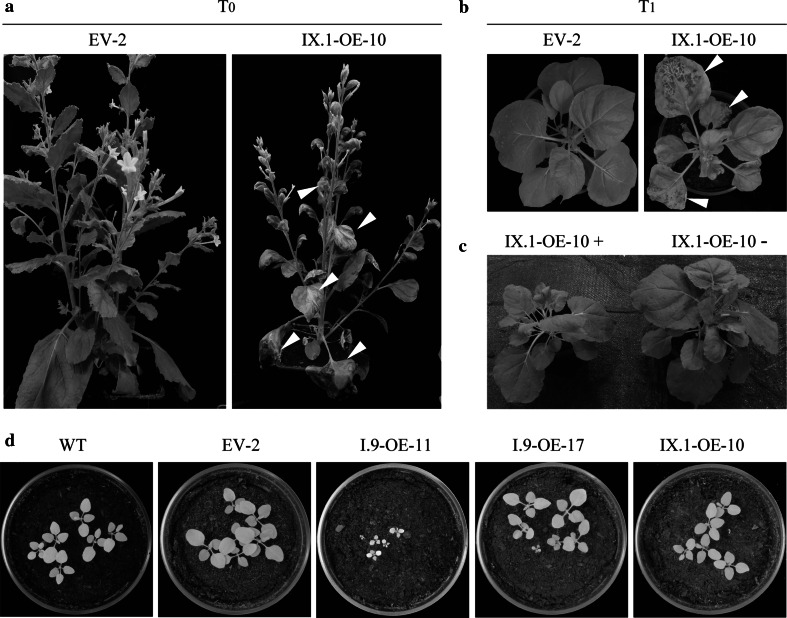 Fig. 3