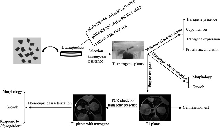 Fig. 1