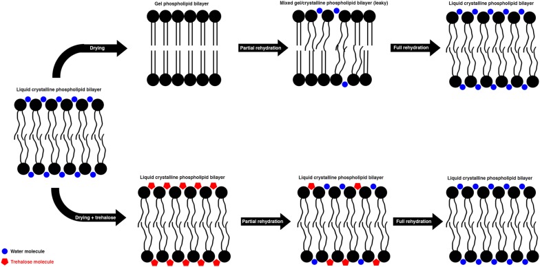 Fig. 4