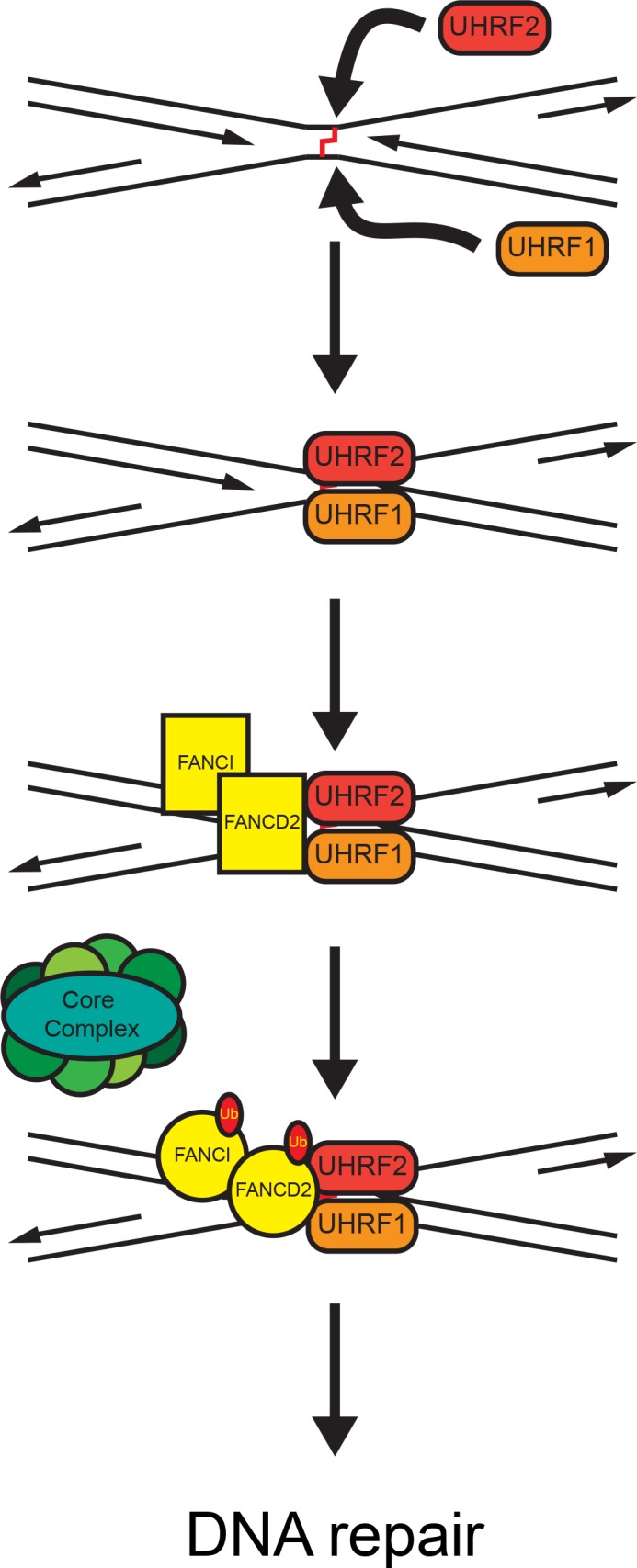 Fig 7