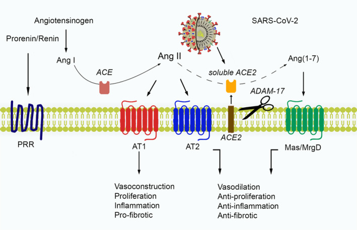 FIGURE 2