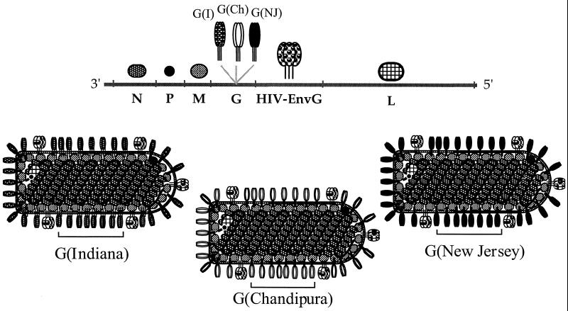 FIG. 1