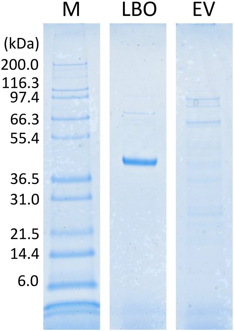 Fig. S6.