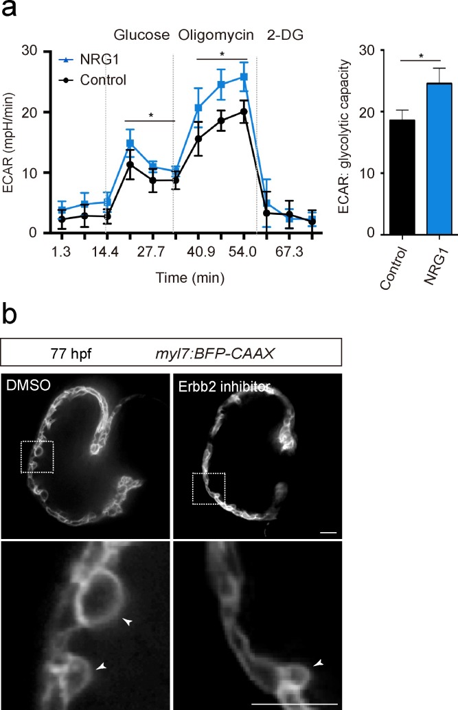 Figure 2—figure supplement 1.