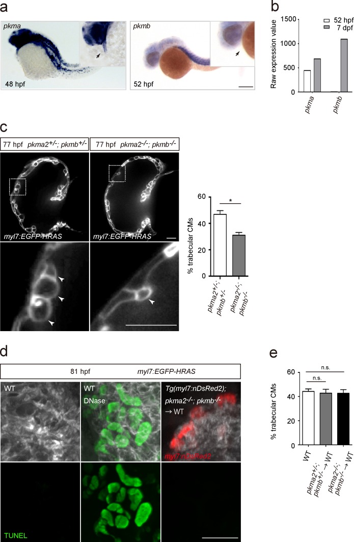 Figure 4—figure supplement 1.