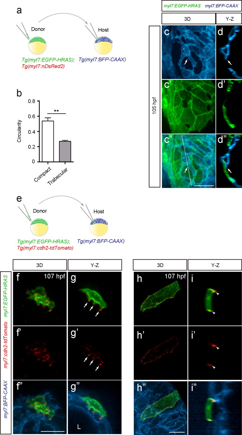 Figure 1—figure supplement 1.