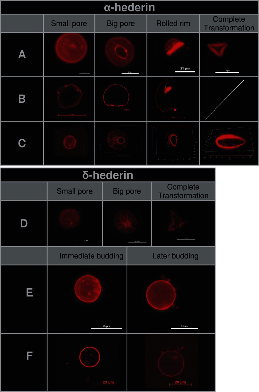 FIGURE 10.