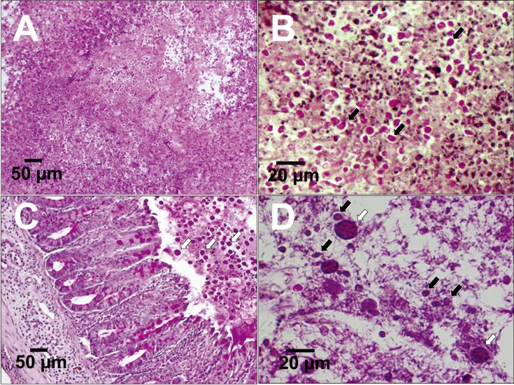 Fig. 6.