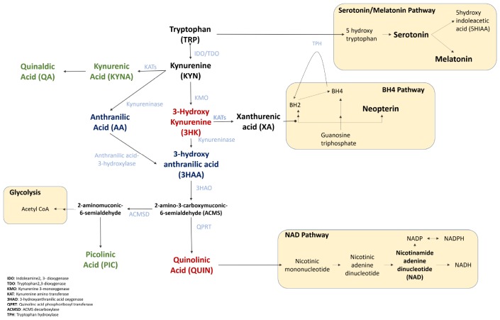 FIGURE 1