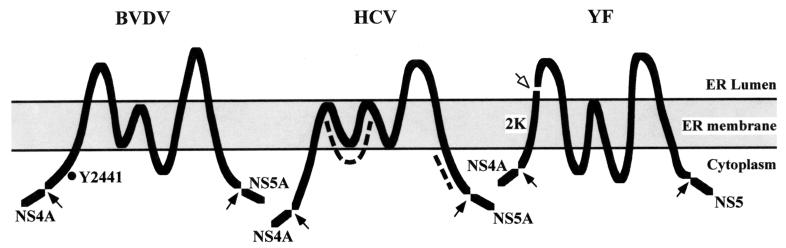 FIG. 11