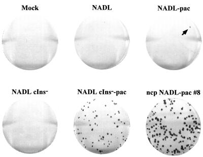 FIG. 3