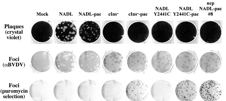 FIG. 6