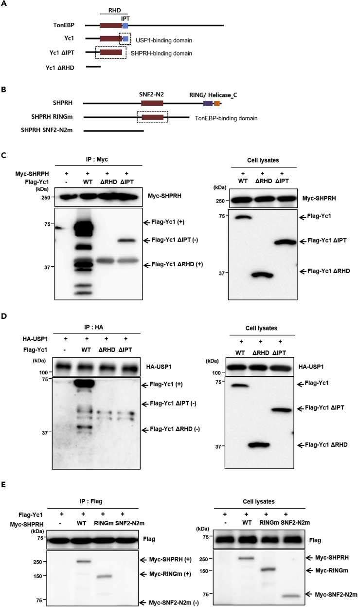 Figure 2