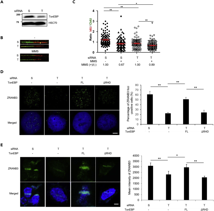 Figure 4