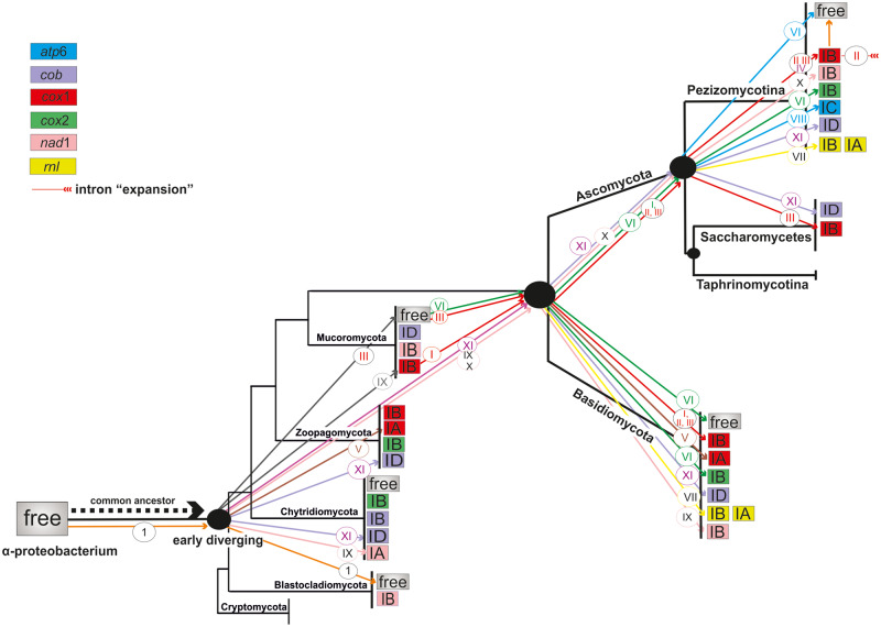 Fig. 7.