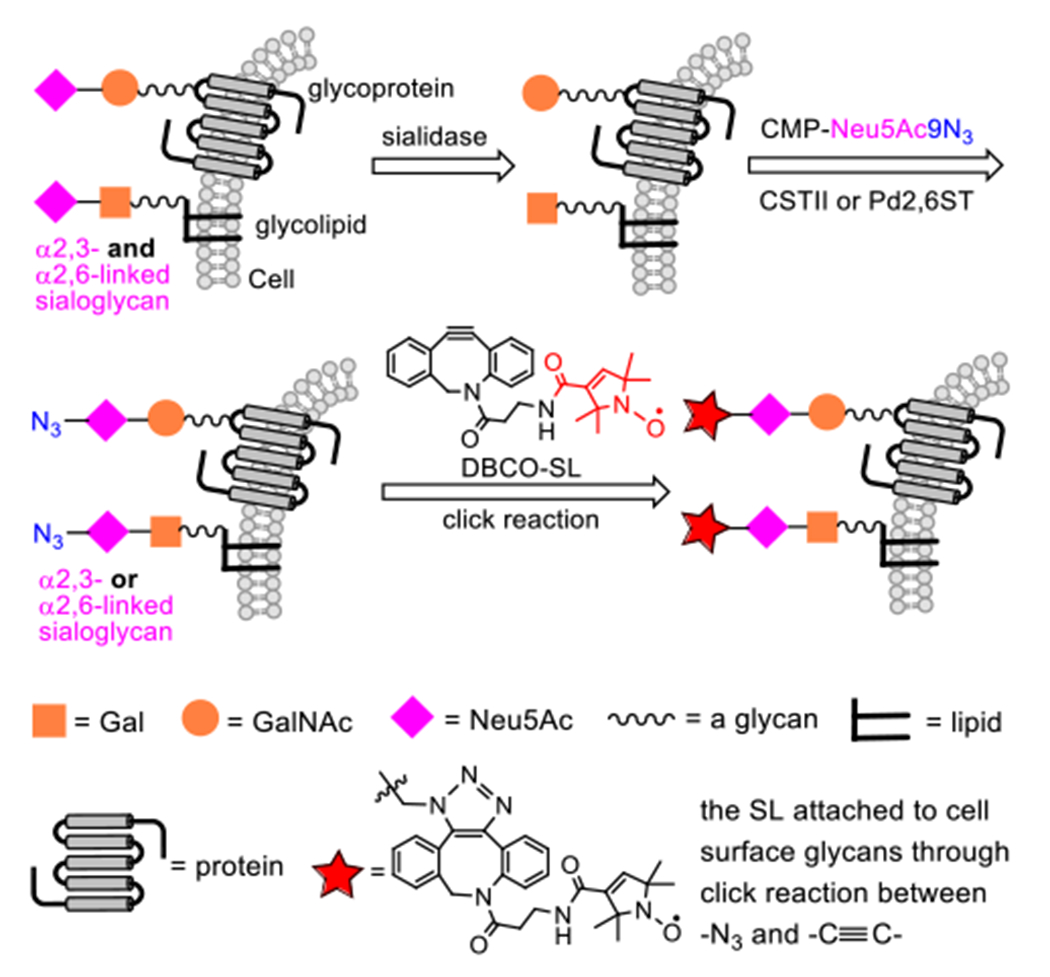 Figure 2: