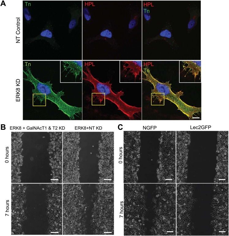 Figure 6—figure supplement 1.