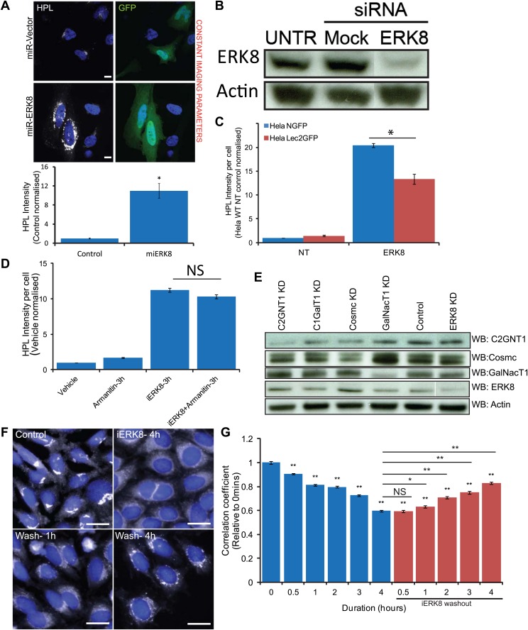 Figure 3—figure supplement 1.