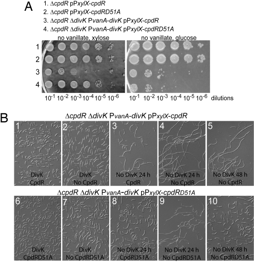 Fig. 5.