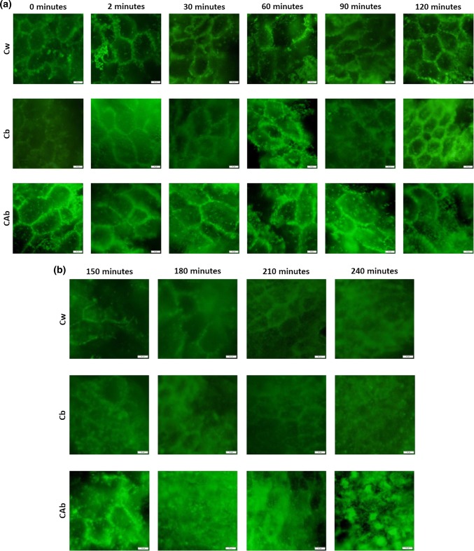 Fig. 2