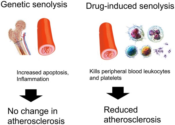 Graphical Abstract