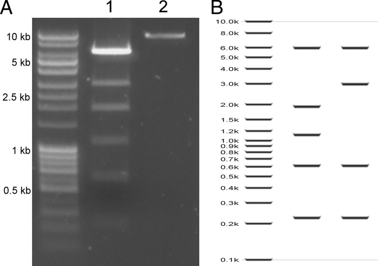 FIG 5