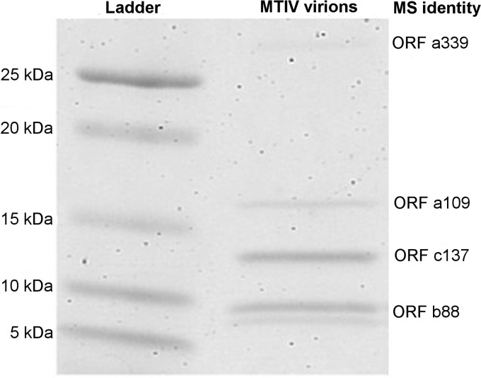 FIG 6