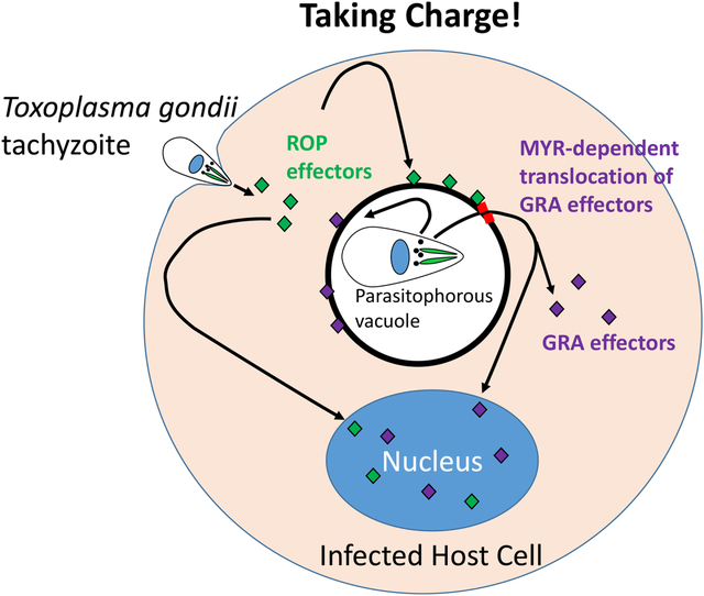 graphic file with name nihms-1728518-f0001.jpg