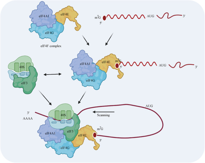 FIGURE 2