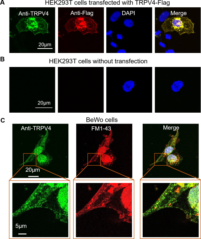 Figure 1—figure supplement 2.