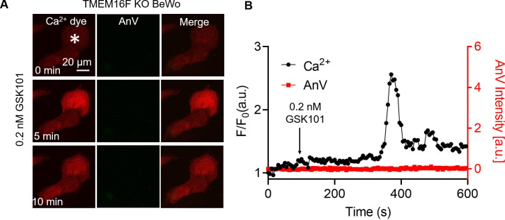 Figure 6—figure supplement 1.