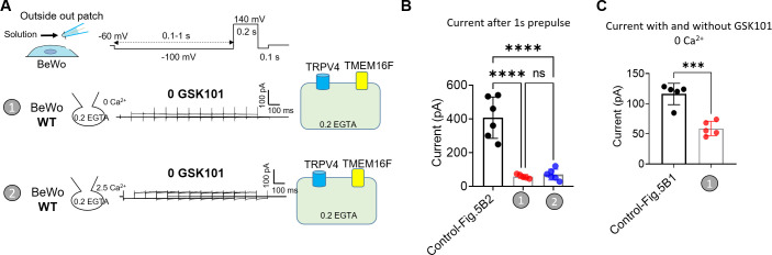 Figure 5—figure supplement 1.