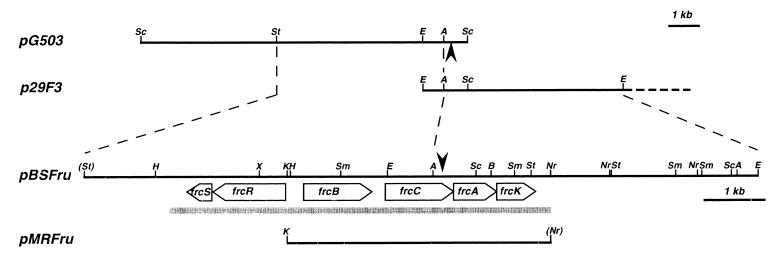 FIG. 1