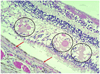 Fig. 3