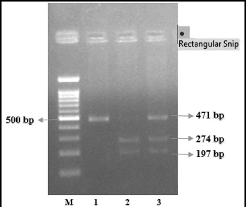 Fig.2