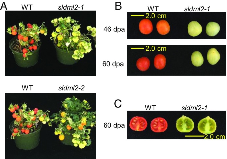 Fig. 1.