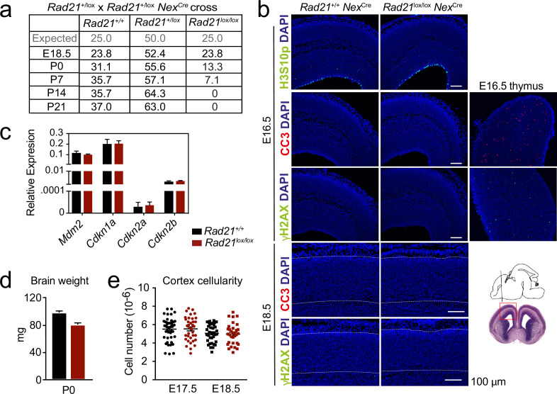 Figure 3—figure supplement 1.