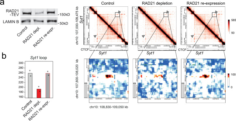 Figure 1—figure supplement 2.