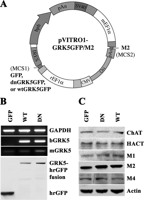 FIGURE 1.