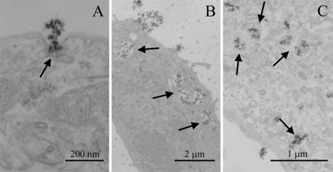 Fig. 7