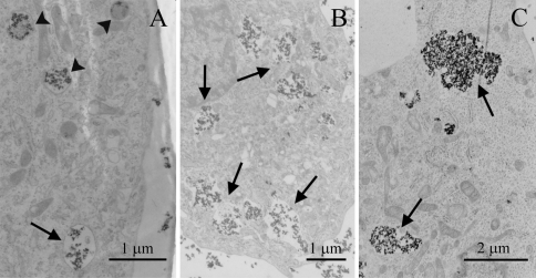 Fig. 8