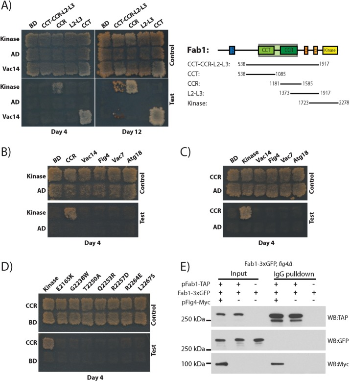 FIGURE 3: