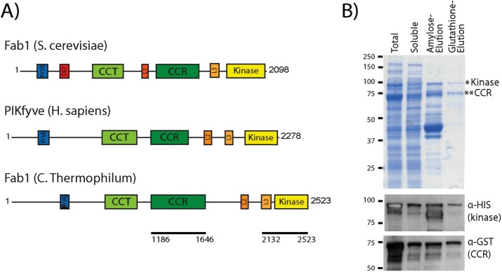 FIGURE 4: