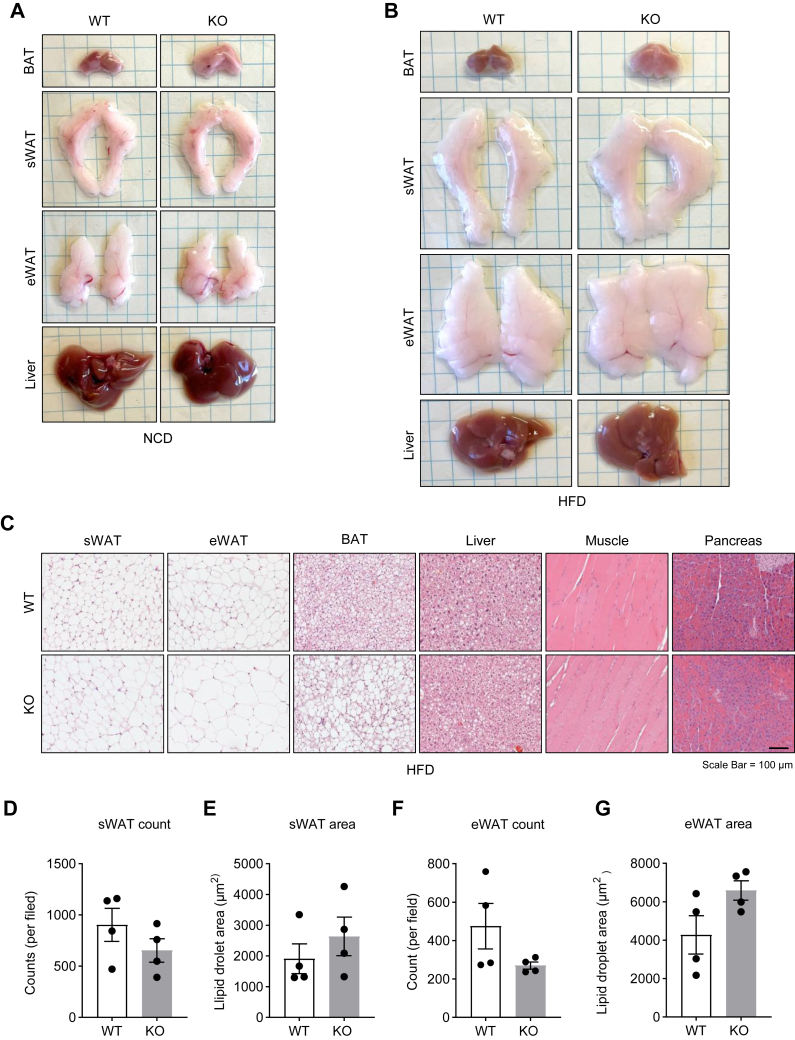 Fig. 3