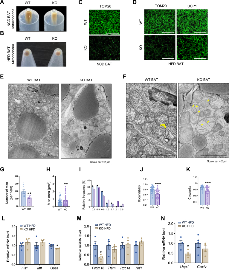 Fig. 4