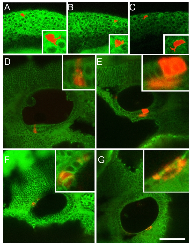 Fig. 9