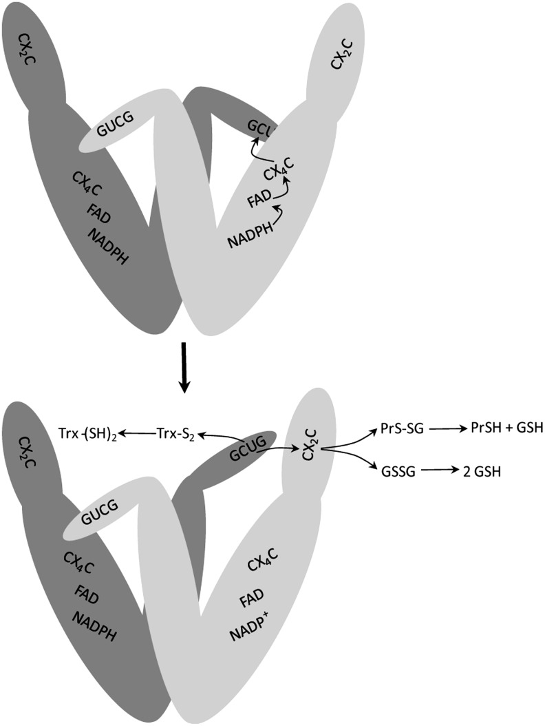 FIG. 4.