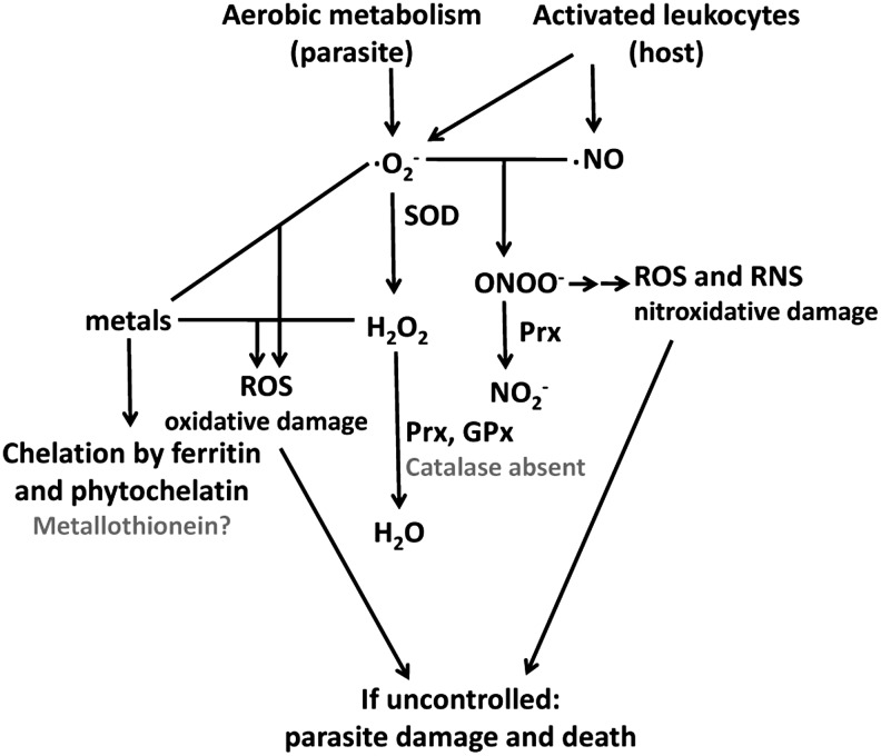 FIG. 1.